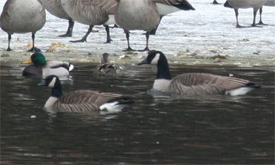 Cackling Goose