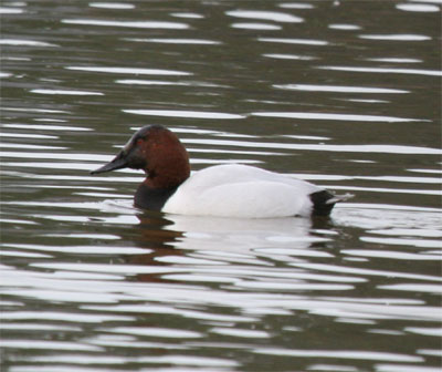 Canvasback