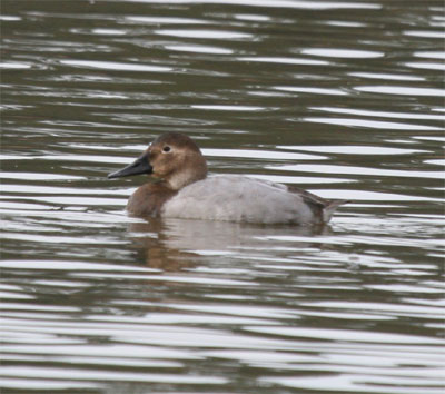 Canvasback