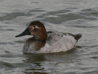 Canvasback