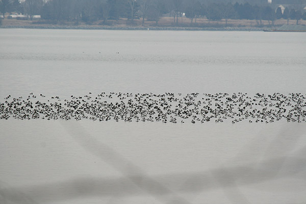 Canvasback