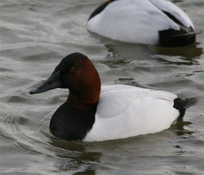 Canvasback