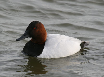 Canvasback