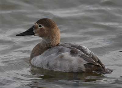 Canvasback