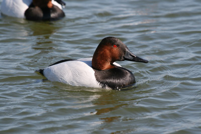 Canvasback