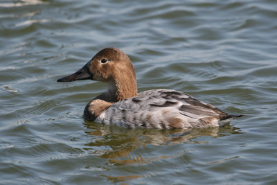 Canvasback