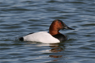 Canvasback