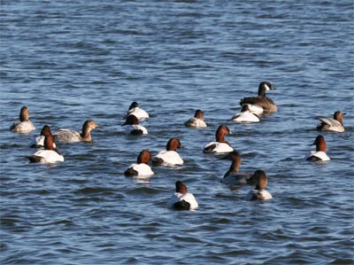 Canvasback Group