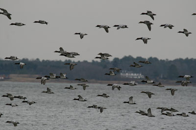 Canvasback Group