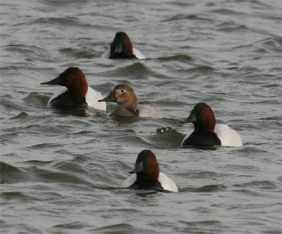 Canvasback Group