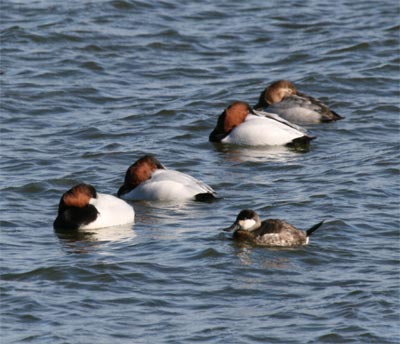 Canvasbacks and Ruddy Duck