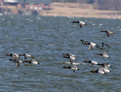 Canvasbacks Flying