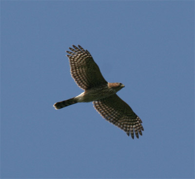 Cooper's Hawk