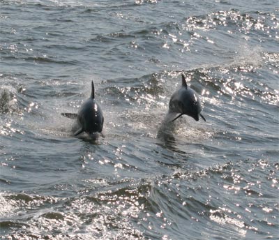 Dolphins