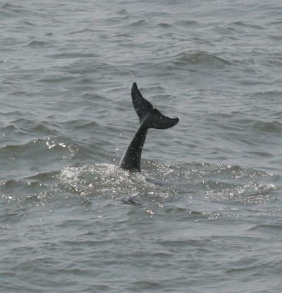 Dolphins