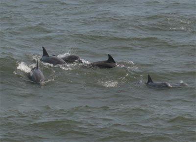 Dolphins