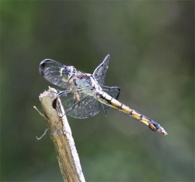Female Slaty Skimmer