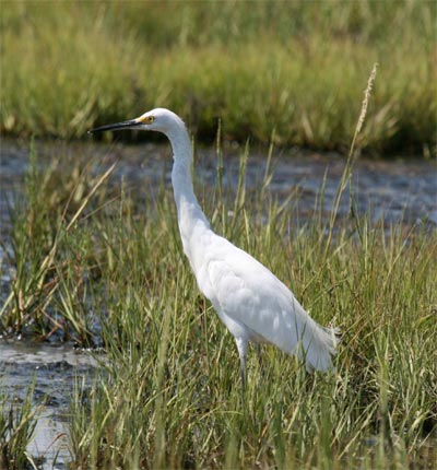 Great Egret