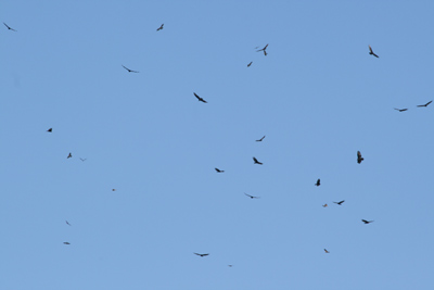 Turkey Vultures