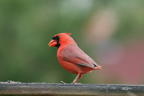 Cardinal without a tail