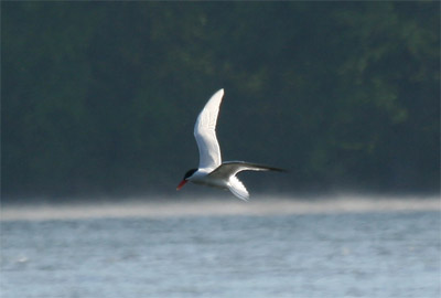 Caspian Tern