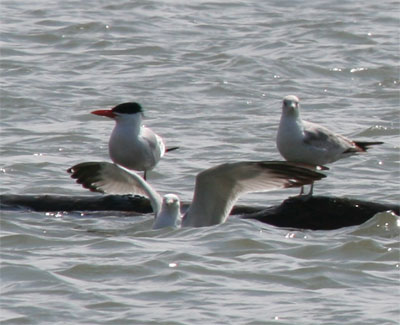 Caspian Tern