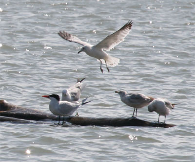 Caspian Tern