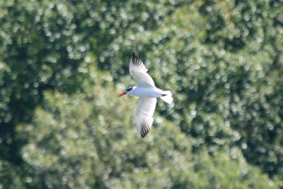 Caspian Tern