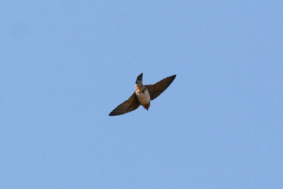 Cave Swallow Flying
