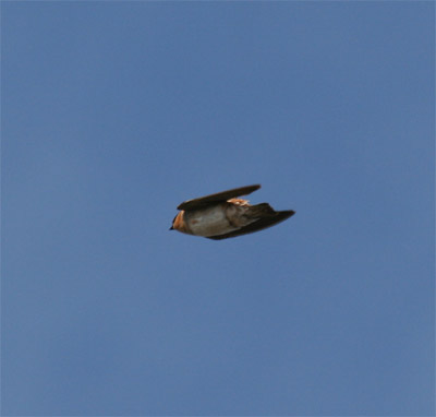 Cave Swallow