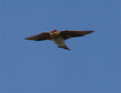 Cave Swallow