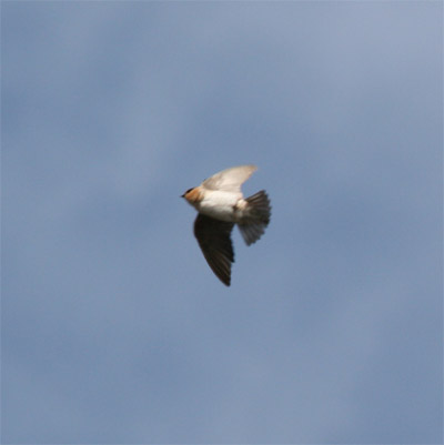 Cave Swallow