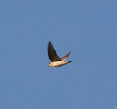 Cave Swallow