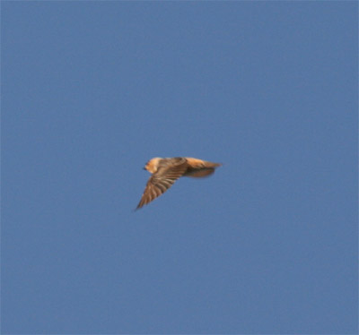 Cave Swallow