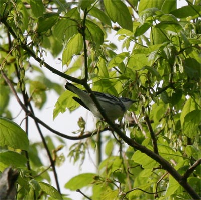 Cerulean Warbler