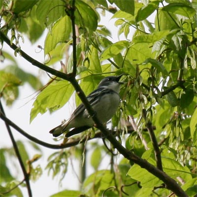 Cerulean Warbler