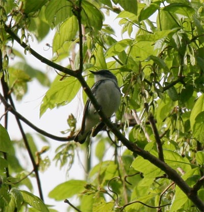 Cerulean Warbler