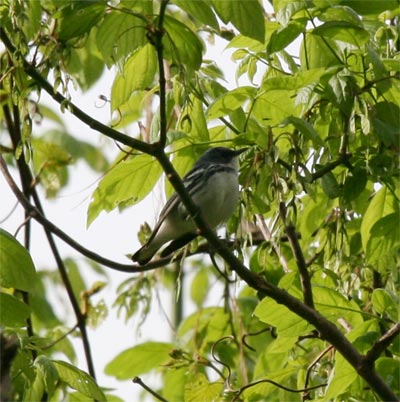 Cerulean Warbler