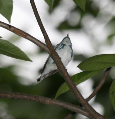 Cerulean Warbler