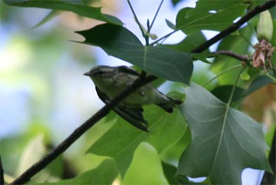 Cerulean Warbler