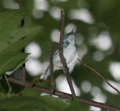 Cerulean Warbler