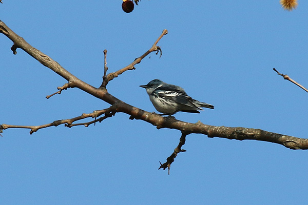 Cerulean Warbler