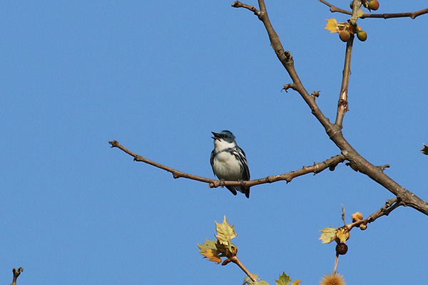 Cerulean Warbler