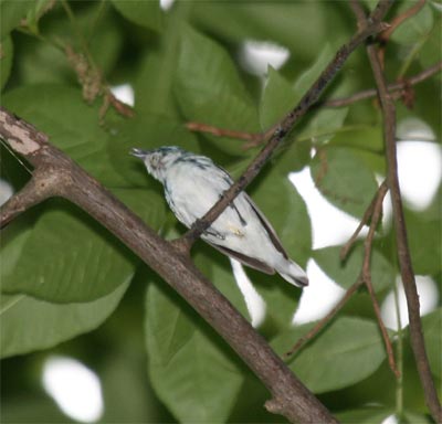 Cerulean Warbler