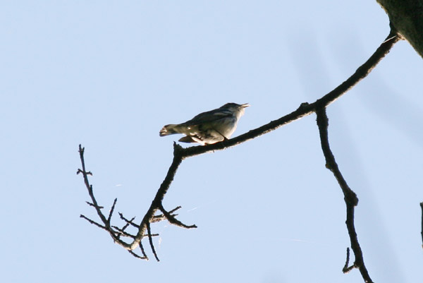 Cerulean Warbler