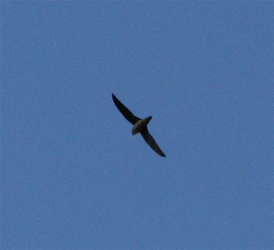 Chimney Swift