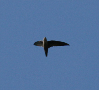 Chimney Swift