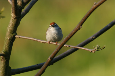 Chipping Sparrow