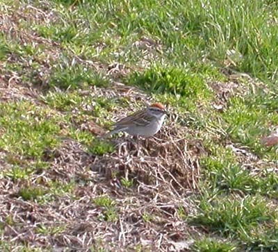 Chipping Sparrow