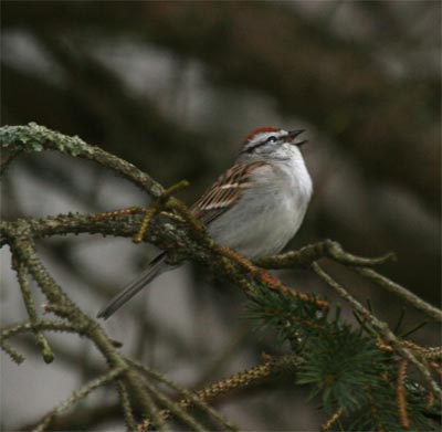 Chipping Sparrow